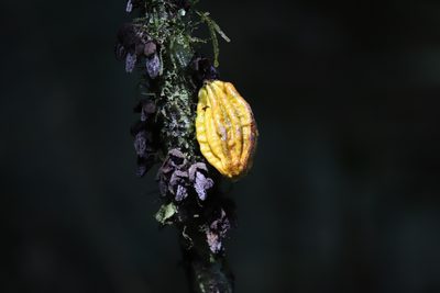 Theobroma cacao, photographed by Aitor