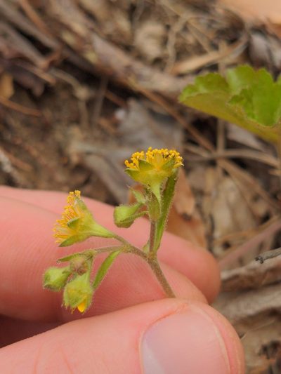 Waldsteinia lobata, photographed by Sam Taylor