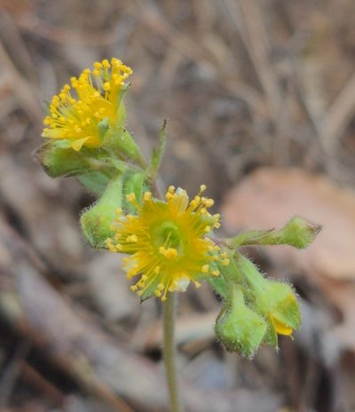 Waldsteinia lobata, photographed by Sam Taylor
