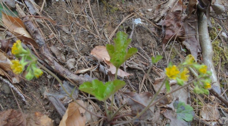 Waldsteinia lobata, photographed by Sam Taylor