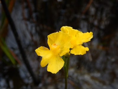 Utricularia inflata, photographed by Ryan Watson