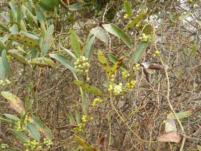 Smilax laurifolia, photographed by Ryan Watson