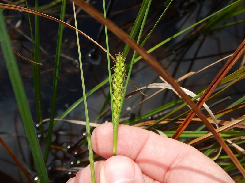 Carex striata, photographed by Ryan Watson