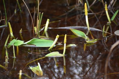 Orontium aquaticum, photographed by Ryan Watson