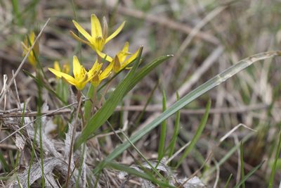 Gagea fragifera, photographed by Liubov Ilminska