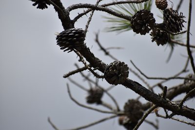 Pinus serotina, photographed by Ryan Watson