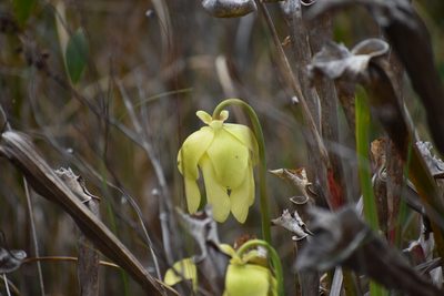 Sarracenia flava, photographed by Ryan Watson