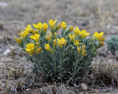 Physaria fendleri, photographed by Andrew Tree