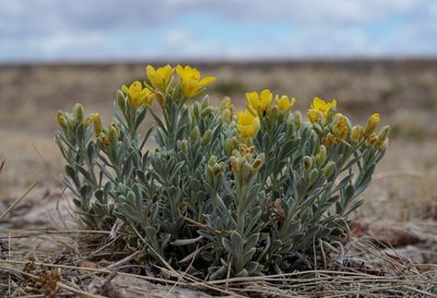 Physaria fendleri, photographed by Andrew Tree