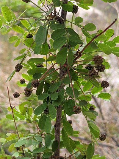 Leucaena retusa, photographed by Alison Northup