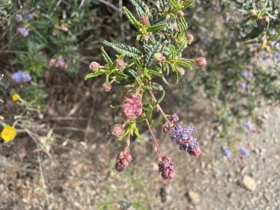 Ceanothus papillosus, photographed by Dario Taraborelli
