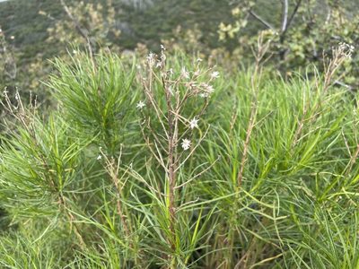Ericameria arborescens, photographed by Dario Taraborelli