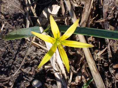 Gagea pratensis, photographed by Donald Davesne