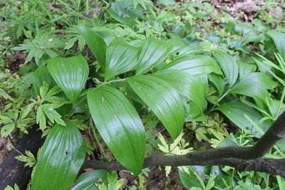 Polygonatum latifolium, photographed by Liubov Ilminska