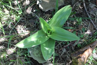 Chloraea membranacea, photographed by Romi Galeota Lencina