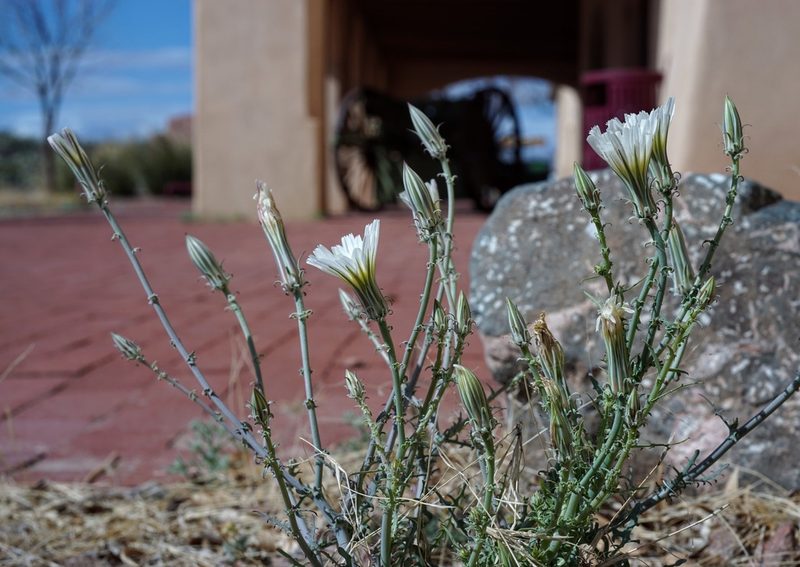 Rafinesquia neomexicana, photographed by Andrew Tree