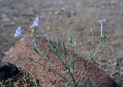 Ipomopsis longiflora, photographed by Andrew Tree
