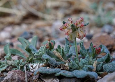 Eriogonum abertianum, photographed by Andrew Tree