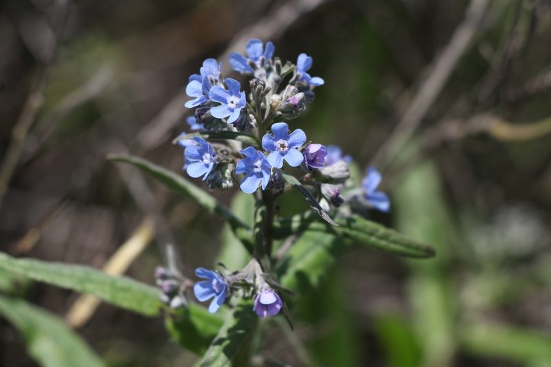 Cynoglottis barrelieri, photographed by Liubov Ilminska