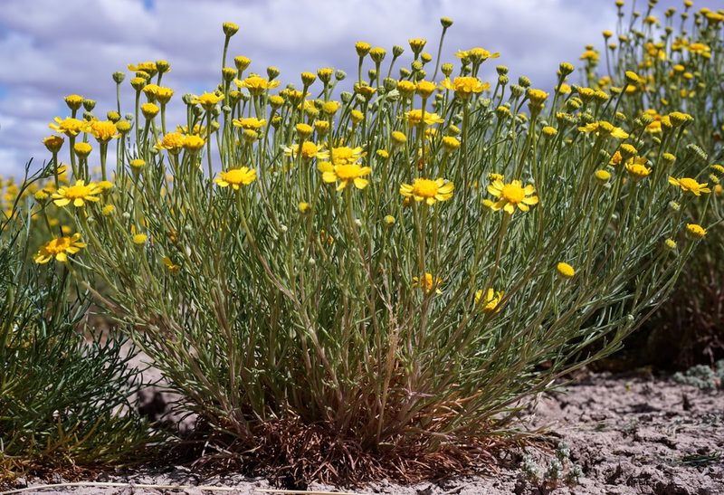 Hymenoxys odorata, photographed by Andrew Tree