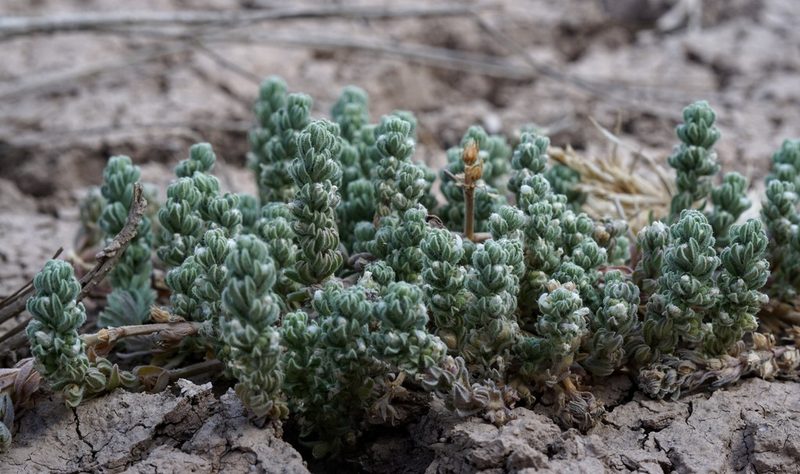 Teucrium depressum, photographed by Andrew Tree
