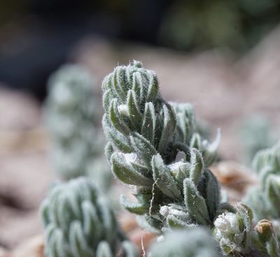 Teucrium depressum, photographed by Andrew Tree