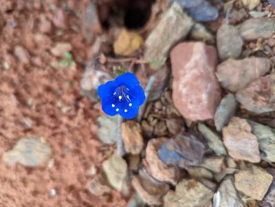Phacelia campanularia, photographed by Alexandre Passos