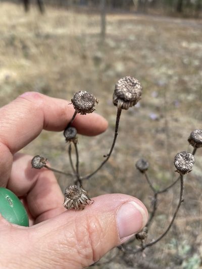 Chrysopsis gossypina, photographed by Becky Dill