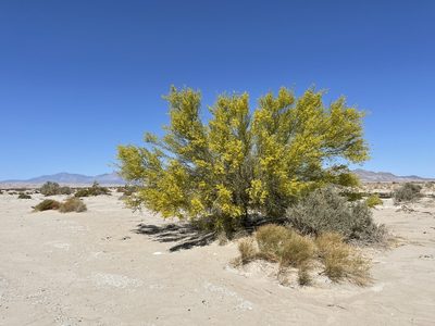 Parkinsonia florida, photographed by Leah Gardner