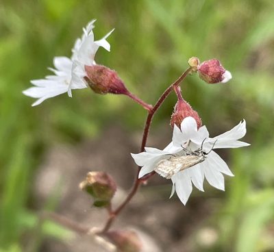 Lithophragma affine, photographed by Irene