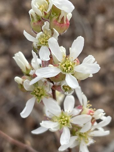 Amelanchier stolonifera, photographed by Becky Dill