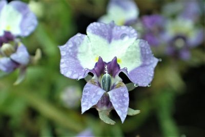 Downingia bicornuta, photographed by Steve Woodward