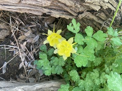 Aquilegia chrysantha, photographed by Ethan Wright