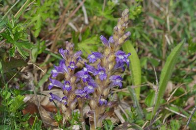 Orobanche nana, photographed by Michelle W. （鍾偉瑋）