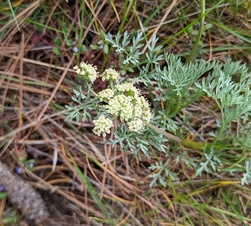 Lomatium peckianum, photographed by Dominic Gentilcore