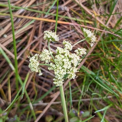 Lomatium peckianum, photographed by Dominic Gentilcore