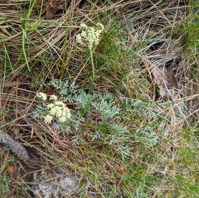 Lomatium peckianum, photographed by Dominic Gentilcore