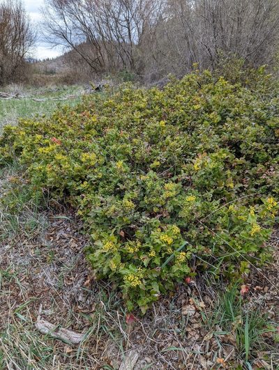 Berberis piperiana, photographed by Dominic Gentilcore