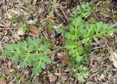 Polytaenia texana, photographed by saltyhiker