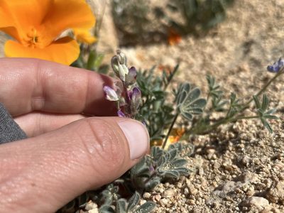 Lupinus concinnus, photographed by Kristen Nelson