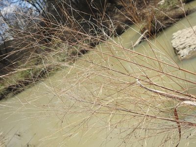 Panicum virgatum, photographed by saltyhiker