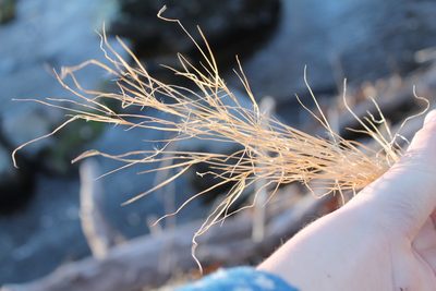 Schizachyrium scoparium, photographed by Violet T.