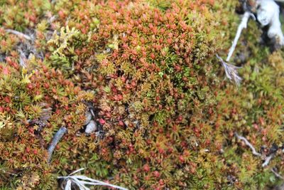 Atrichum angustatum, photographed by Violet T.
