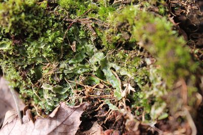 Pallavicinia lyellii, photographed by Violet T.