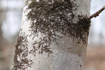 Frullania eboracensis, photographed by Violet T.