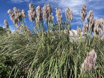 Cortaderia jubata, photographed by Andy McKay