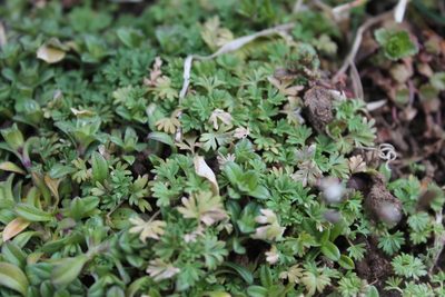 Alchemilla australis, photographed by Violet T.