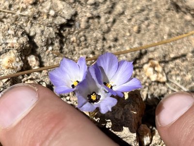 Linanthus parryae, photographed by Kristen Nelson