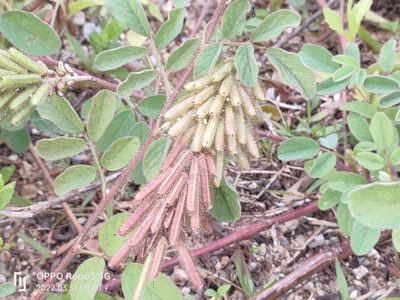 Indigofera hirsuta, photographed by Ong Jyh Seng