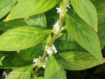 Spermacoce ocymifolia, photographed by Ong Jyh Seng